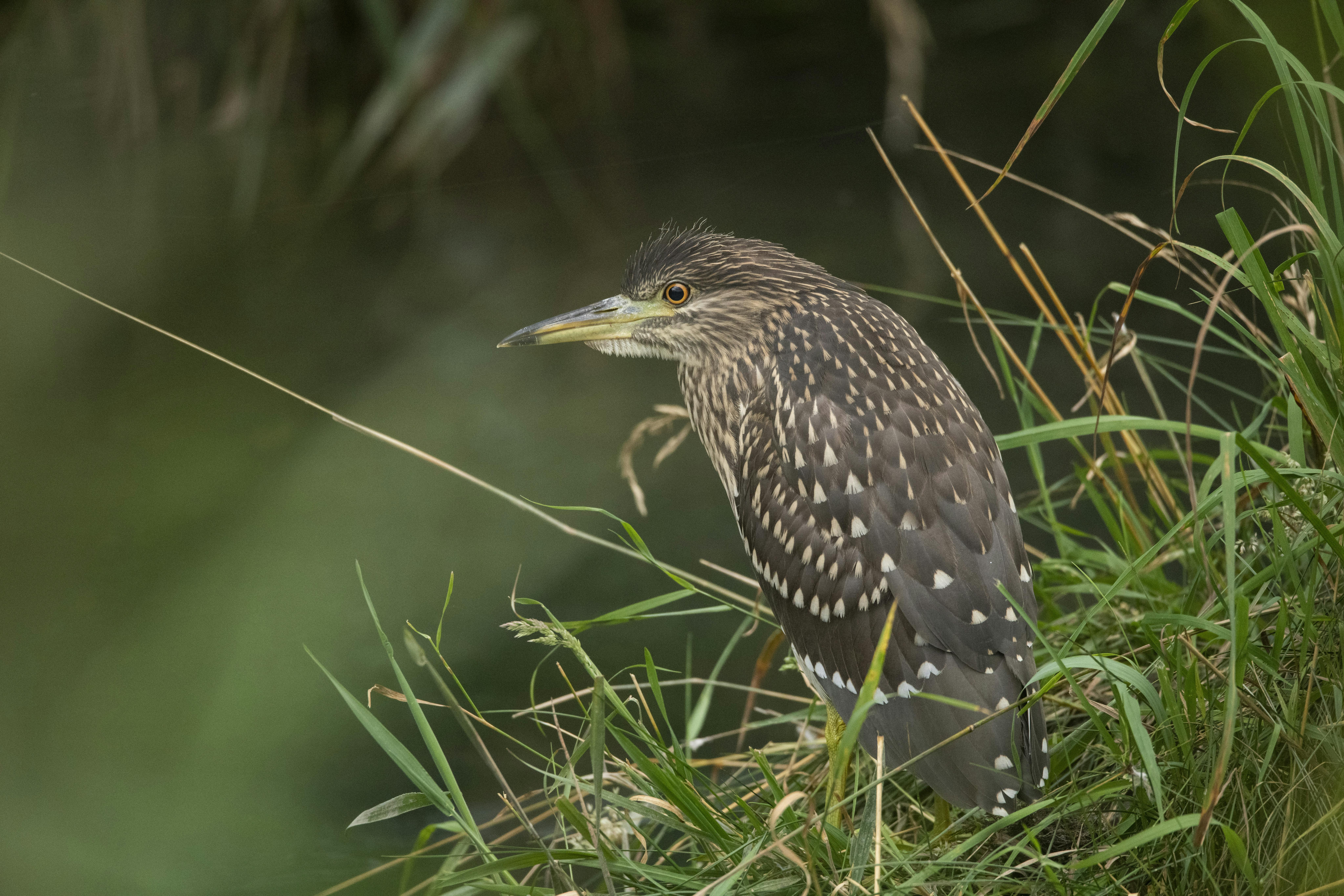 Junger Nachtreiher im  Haberfeld Foto: Georg Jäger