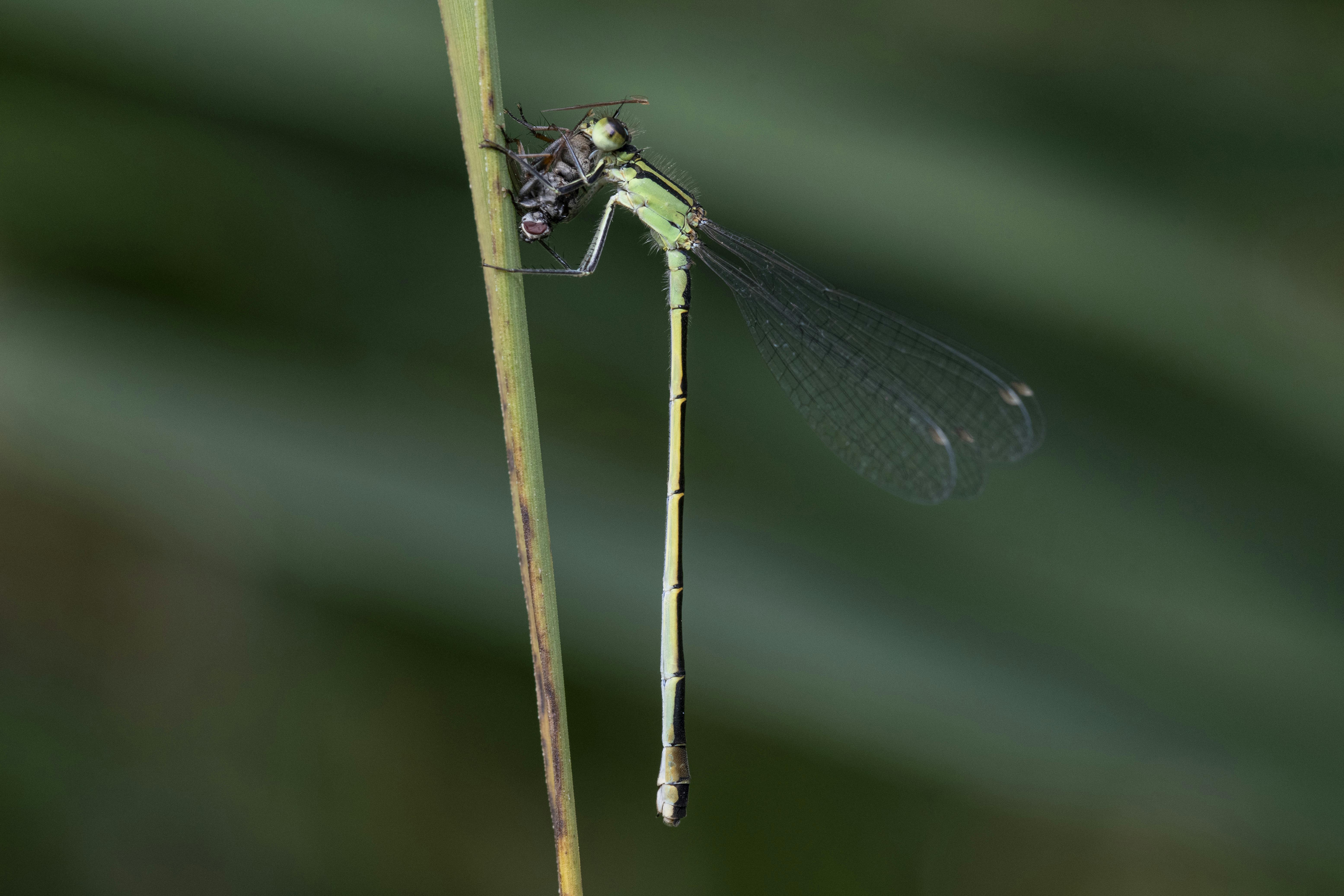 Grosse Pechlibelle frisst Fliege Foto: Georg Jäger