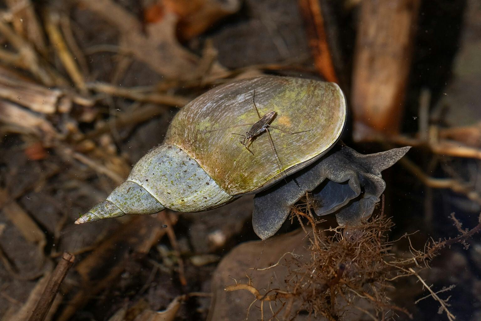 Schlammschnecke und Wasserläufer Foto: Georg Jäger