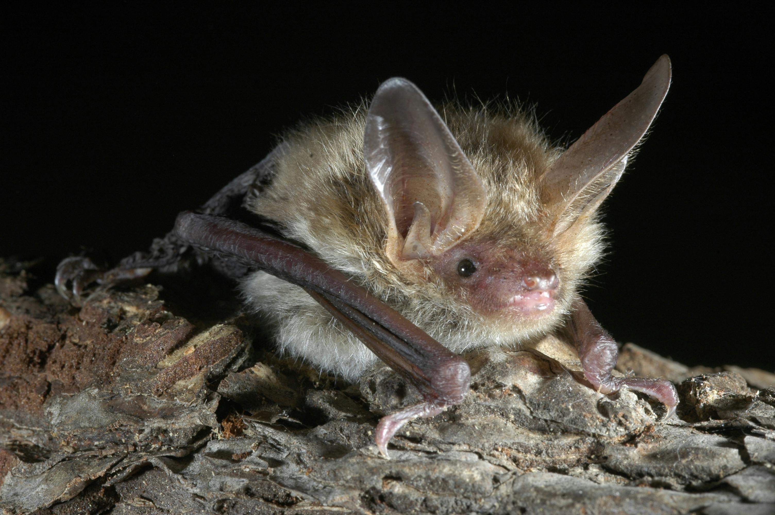 Bechsteinfledermaus Balzers Foto: René Güttinger