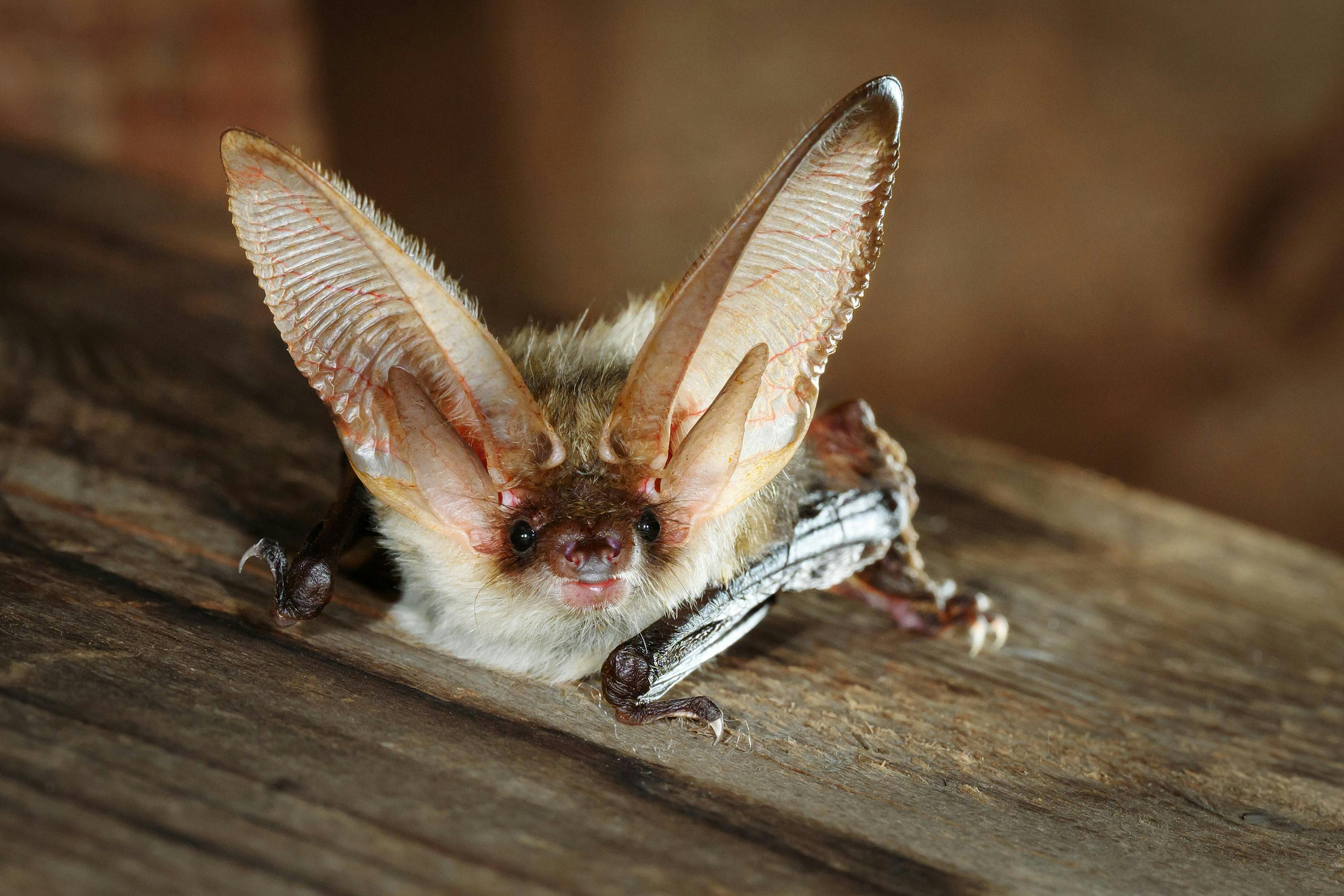 Alpenlangohr Plecotus Macrobullaris Foto: René Güttinger