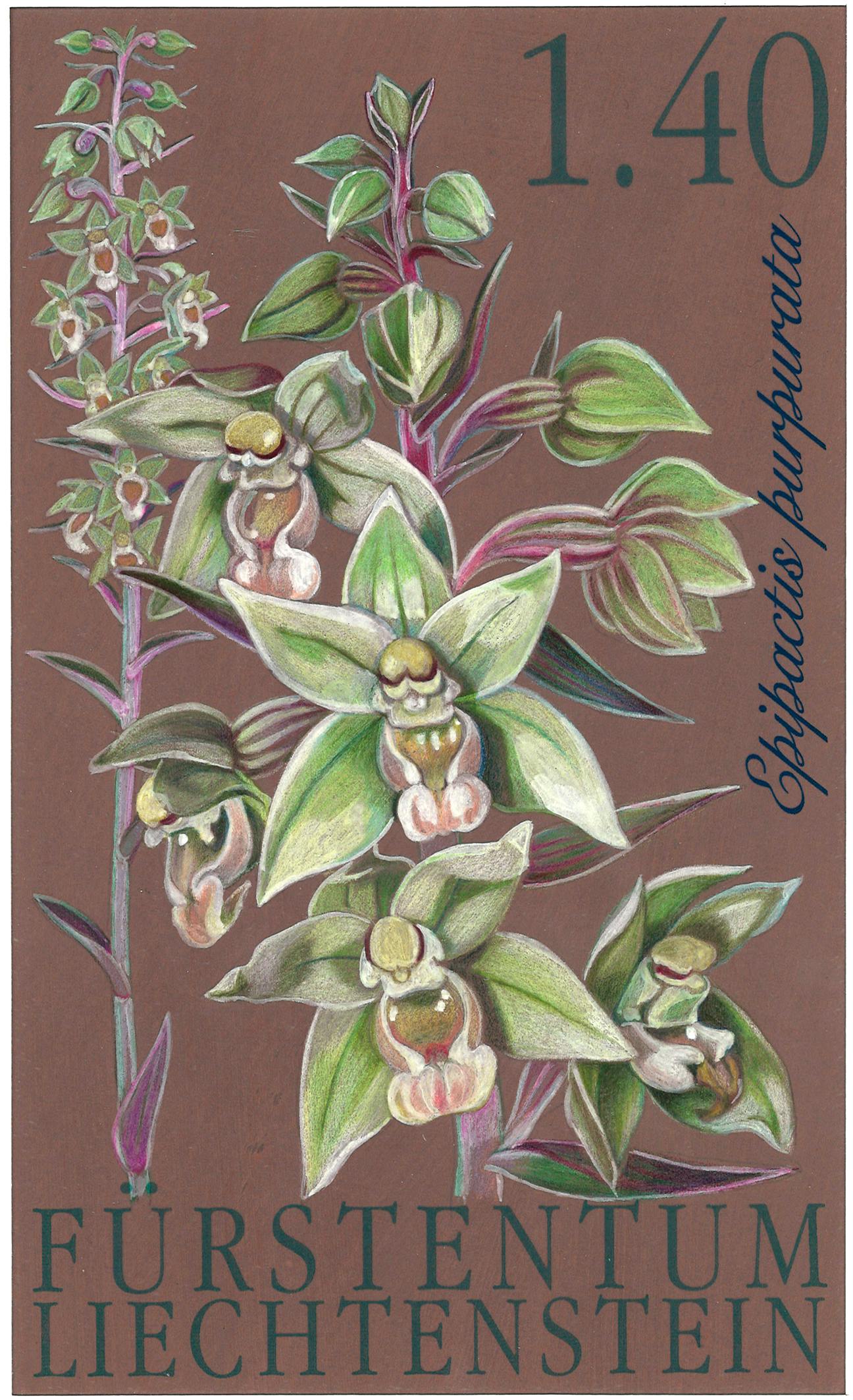 Regina Marxer «Violette Stendelwurz (Epipactis purpurata)» aus der Serie «Orchideen (II)».
