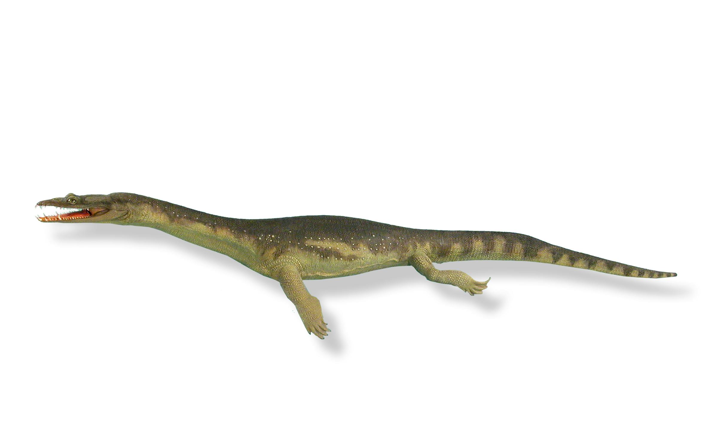 Nachbildung eines Nothosaurus.