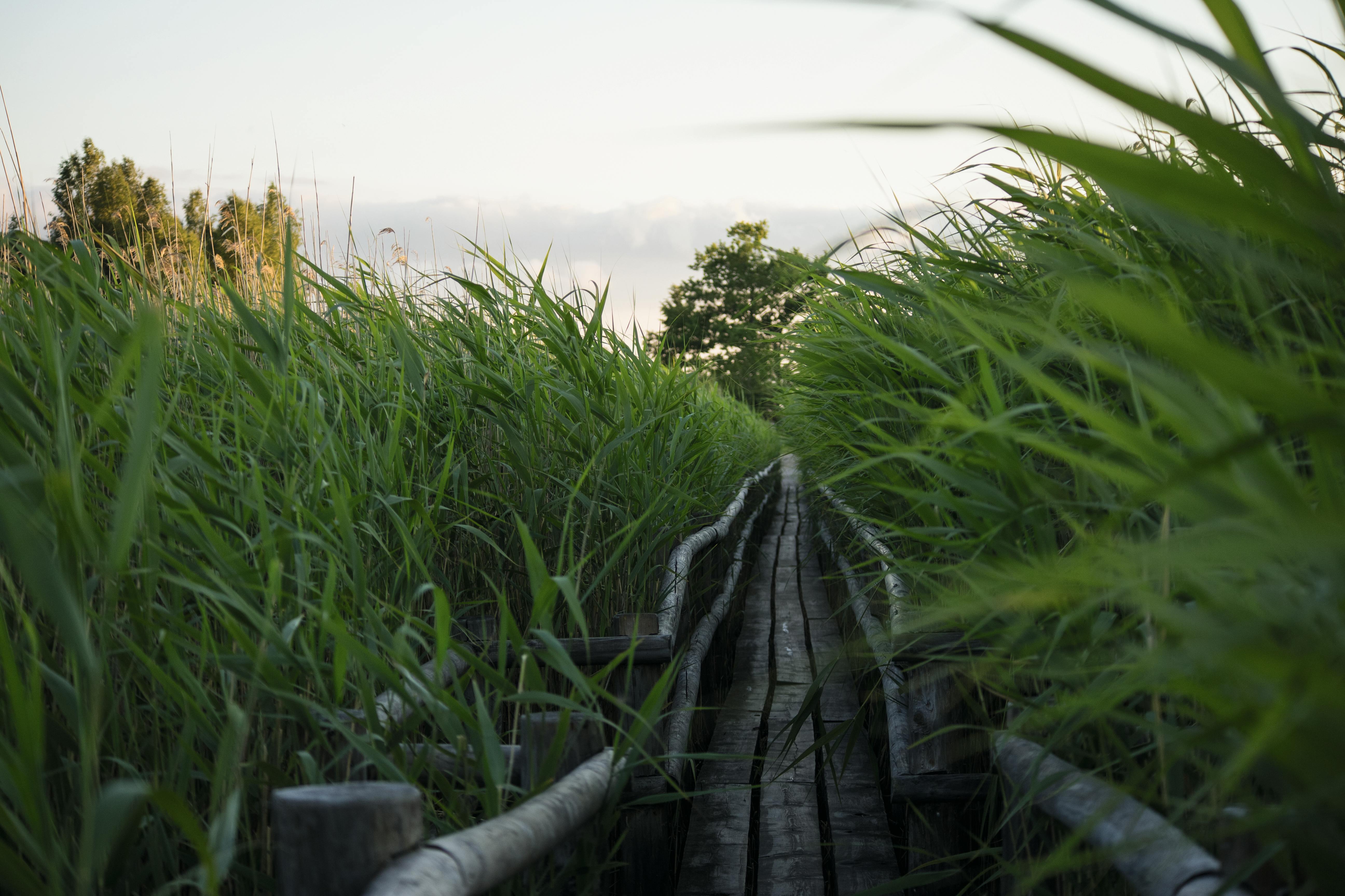 Kemeru purvs