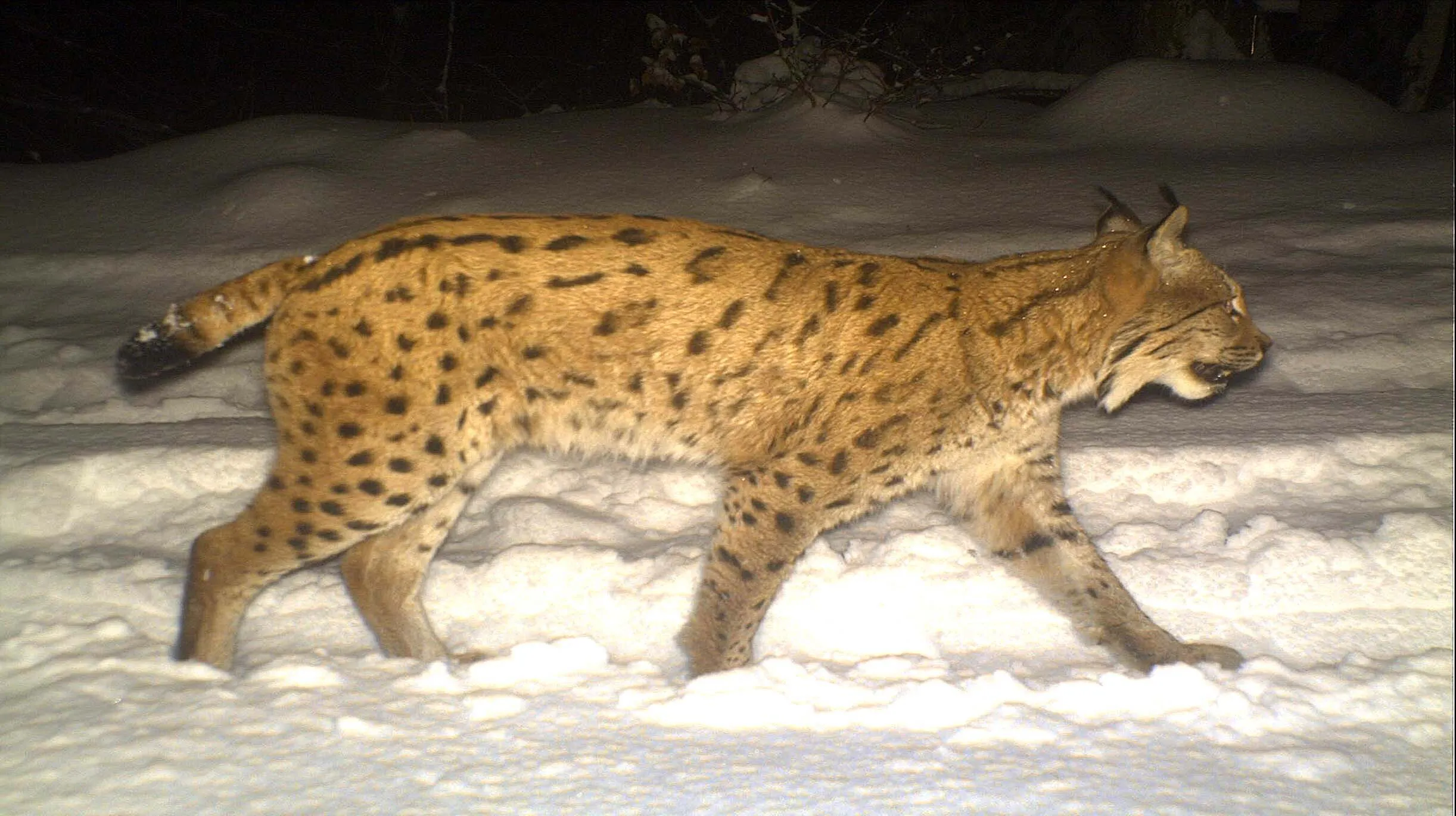 Luchs bearbeitet 2444x1370