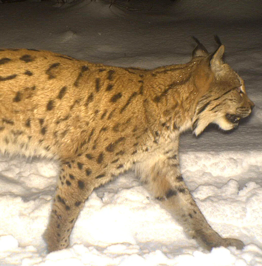 Luchs bearbeitet NEW 850x864
