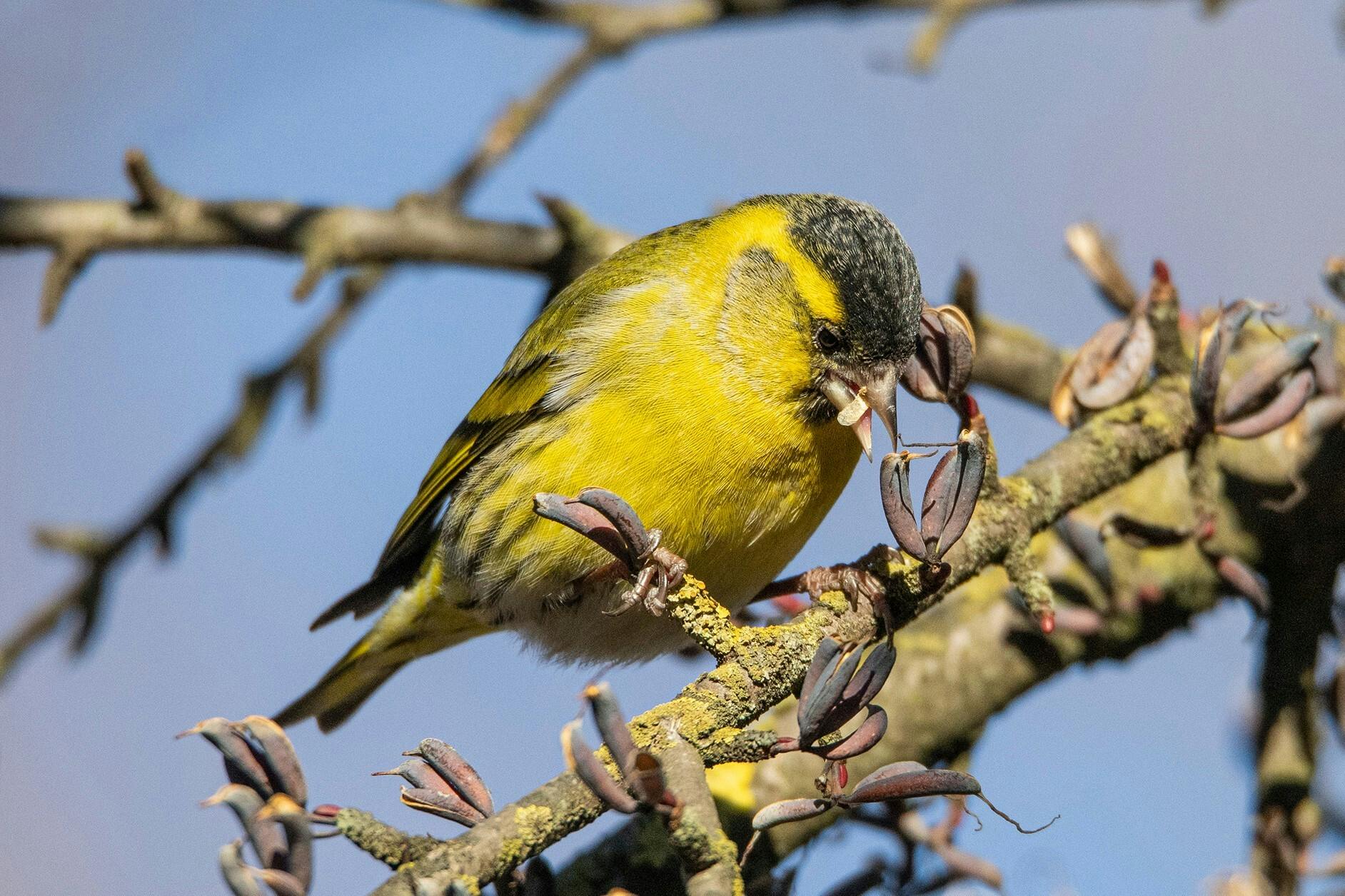Erlenzeisig Foto: Georg Jäger