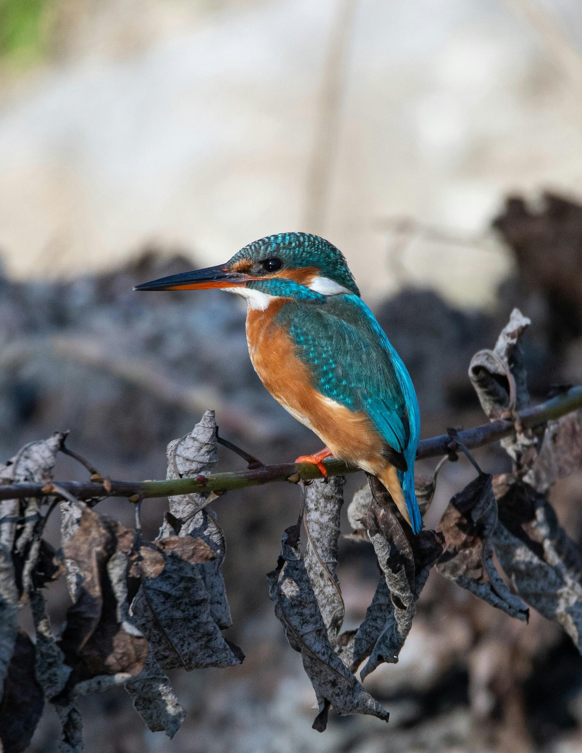 Eisvogel Weibchen Foto: Georg Jäger
