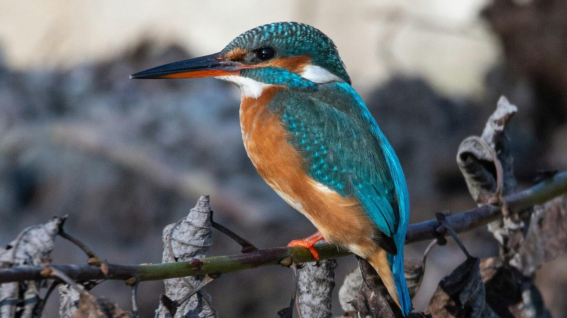 Naturjuwel Haberfeld Gesprächsrunde mit Mario F. Broggi und Peter Niederklopfer