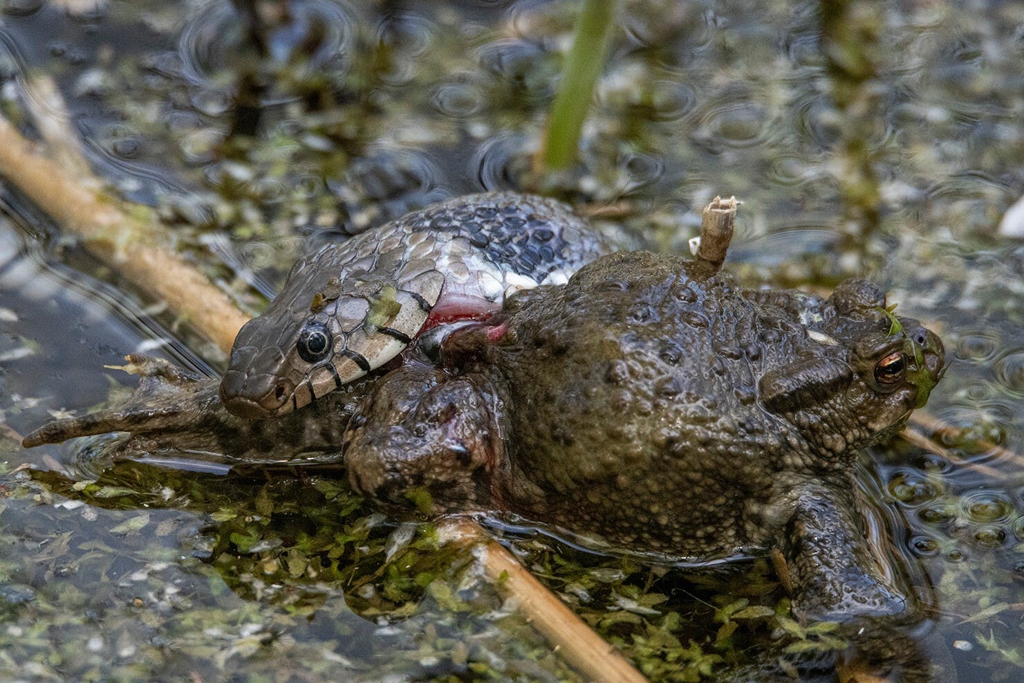 Ringelnatter und Erdkroete Foto: Georg Jäger