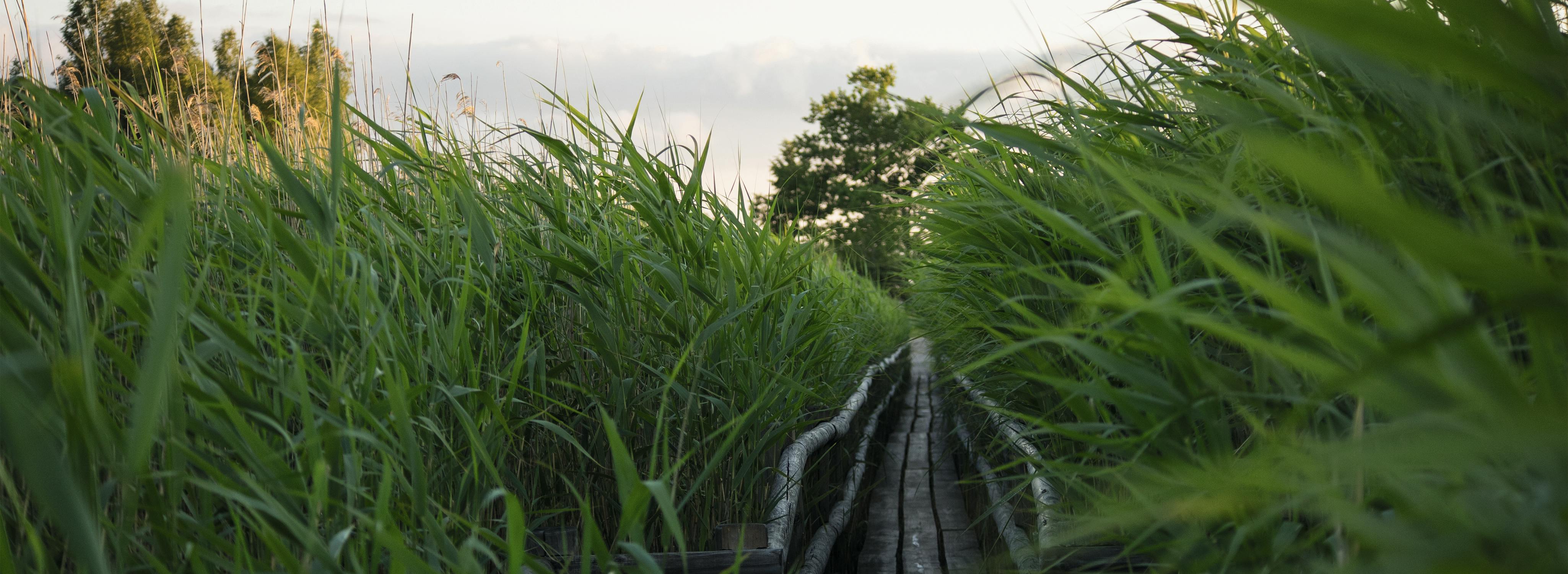 Der Horizont – Lettland feiert 100 Jahre Hintergrundbild